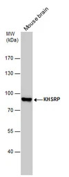 KHSRP antibody