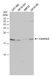 Centrin 2 antibody