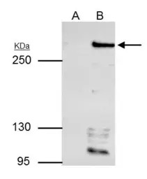 ARID1A antibody