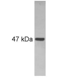 PAX6 antibody