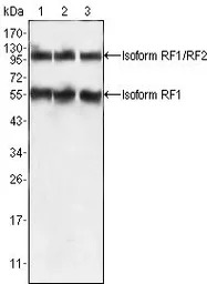 PEG10 antibody [4C10A7]