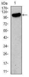 GluR2 antibody [7G6]