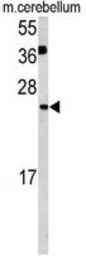 Glutaredoxin 2 antibody, C-ter