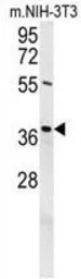 Exonuclease 5 antibody