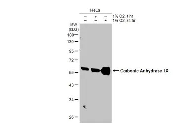 Carbonic Anhydrase IX antibody