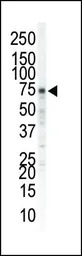 EphA5 antibody