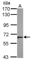 USP22 antibody [N3C3]