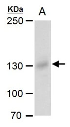 Rubicon antibody