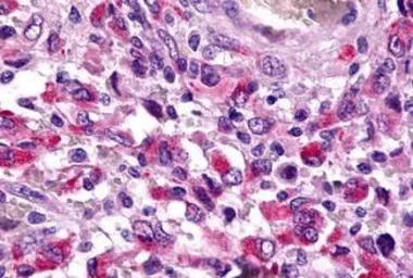 Trace Amine receptor 4 antibod