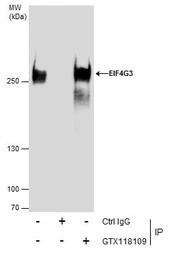 EIF4G3 antibody [N1], N-term