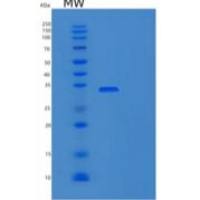人胶原蛋白α-1（IX）链重组蛋白