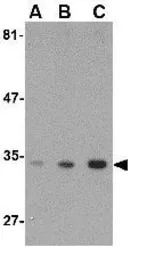 ATG10 antibody