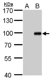 KLF10 antibody