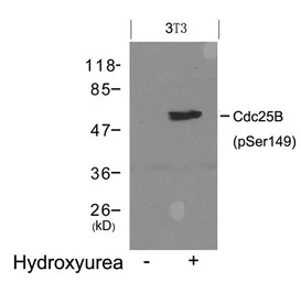 CDC25B (phospho Ser149) antibo