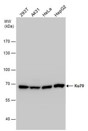 Ku70 antibody