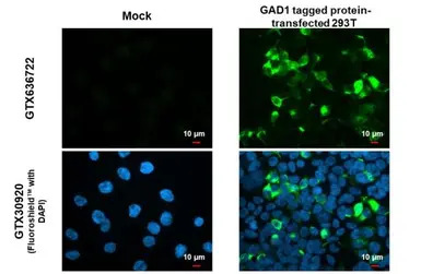 GAD67 antibody