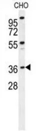 Exonuclease 5 antibody