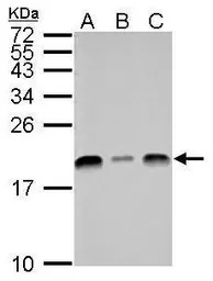 UBE2L3 antibody