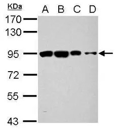 OSBPL9 antibody