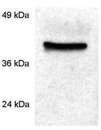 Cyclophilin 40 antibody