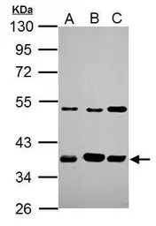 ARA9 antibody [N1C3]