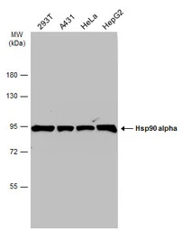 Hsp90 alpha antibody