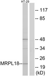 MRPL18 antibody