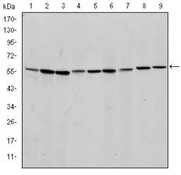 AIF antibody [4E7]