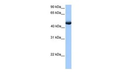 PAOX antibody, C-term