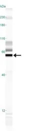 SynCAM antibody