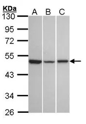 GPR54 antibody