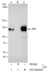 SP3 antibody