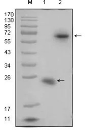 RSPO1 antibody [7A6]