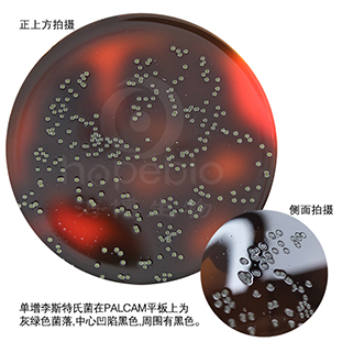 PALCAM琼脂平板（9cm）