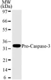 Caspase 3 antibody [31A893]