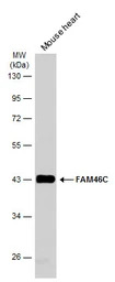 FAM46C antibody