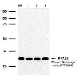 RPA32 antibody [12F3.3]