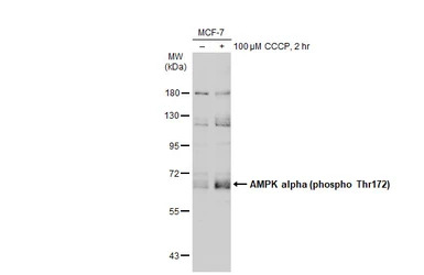 AMPK alpha 1 (phospho Thr183) 