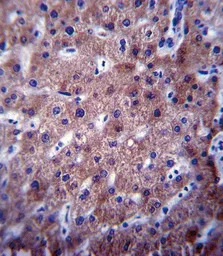 CYP2C19 antibody, Internal