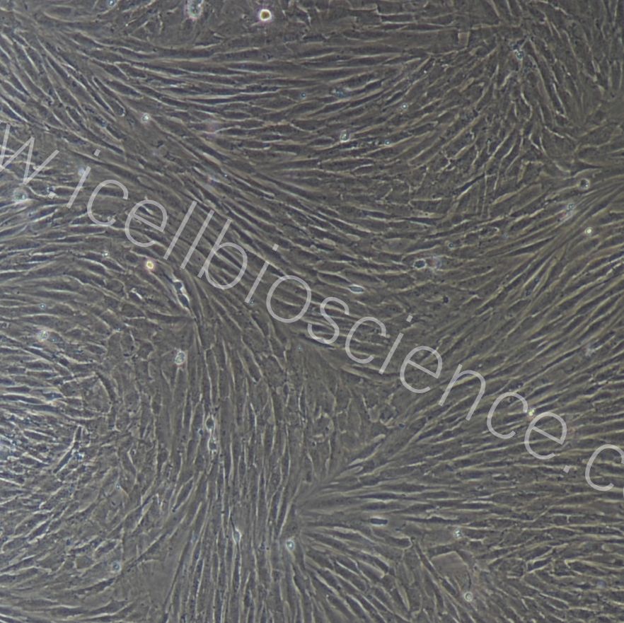 兔骨髓基质干细胞/免疫荧光鉴定/镜像绮点（Cellverse）