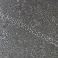 兔骨髓基质干细胞/免疫荧光鉴定/镜像绮点(Cellverse)