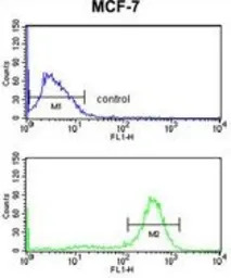 CHSY2 antibody, Internal