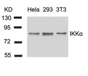 IKK alpha antibody