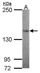 SMC3 antibody [N1N2], N-term