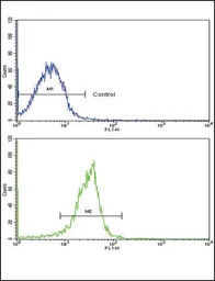 SPARC antibody, C-term