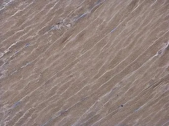 ATG4D antibody [N3C3]