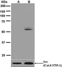 Src (phospho Tyr416) antibody 