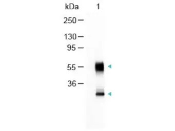 Goat Anti-Mouse IgG antibody (