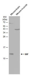 MIF antibody [N1C3]