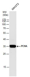 PCNA antibody